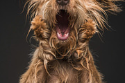 236 surprised animals, an Animal Photo by Handmadefont (Thumbnail 41 of 241)
