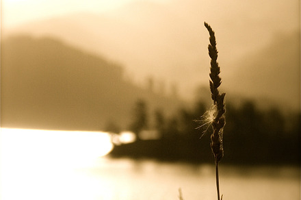 Island Wheat
