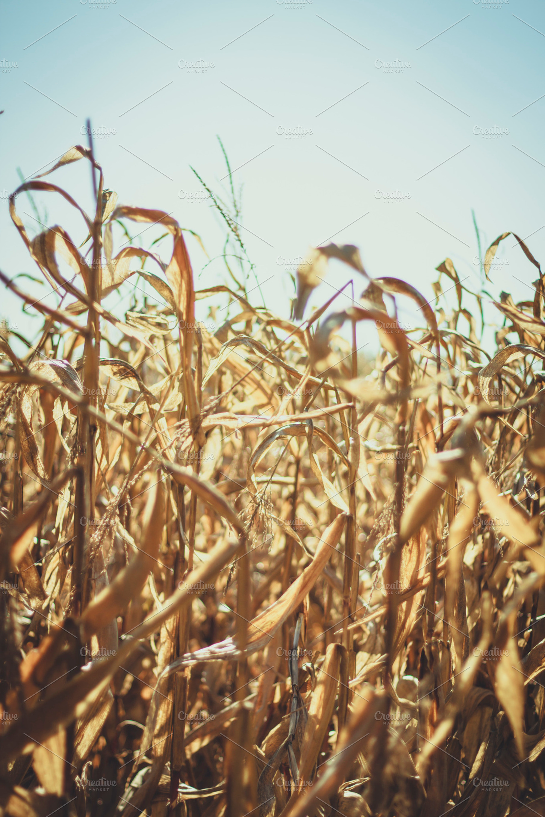 Dried corn stock photo containing dried and drought, a Nature Photo by Lemonee on the Hills