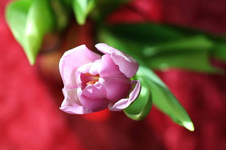 Beautiful tulip flower close up, a Nature Photo by pictures for you