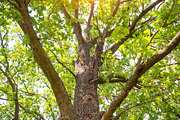 Big green oak tree featuring tree, oak, and summer, a Nature Photo by Vapi