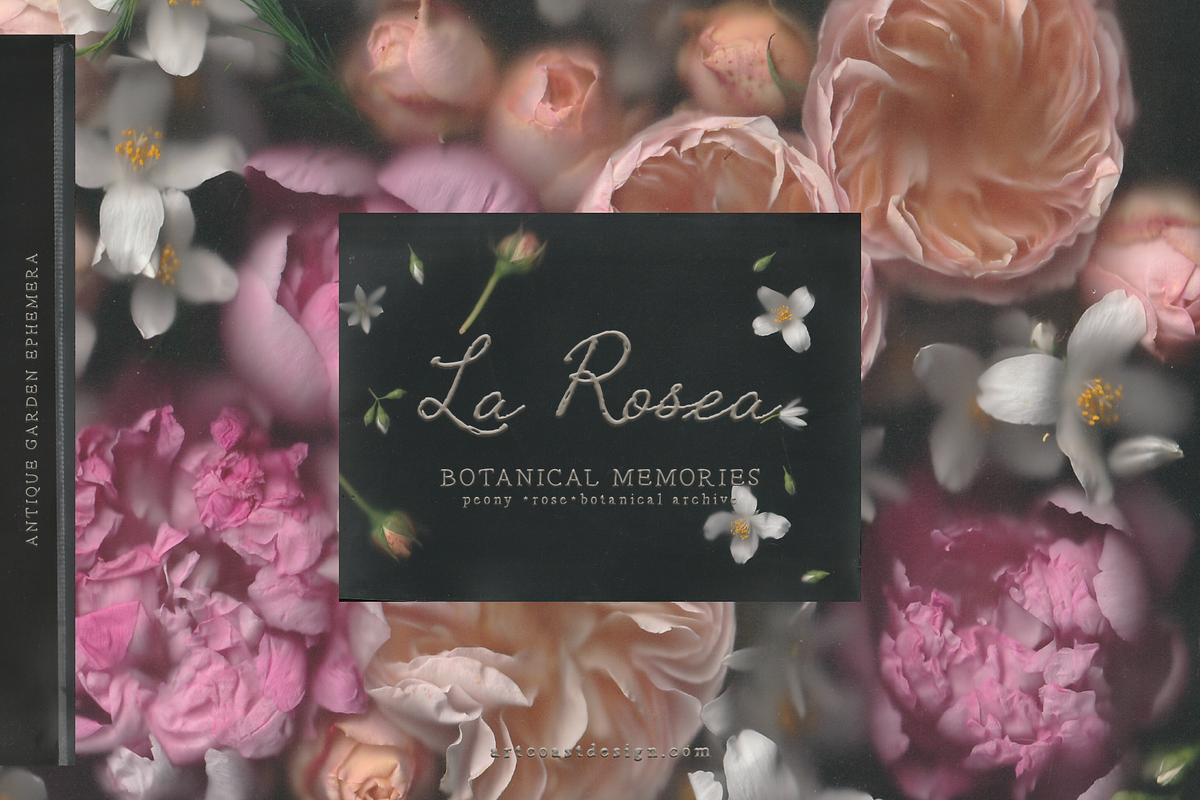 La Rosea — Botanical Floral Ephemera, a Background Graphic by nadispasibenko (Photo 1 of 8)
