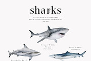 Watercolor Sharks. Ocean animals set, an Animal Illustration by Diana Askarova Art (Thumbnail 2 of 9)