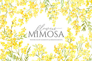 Watercolor Mimosa Branches Flowers