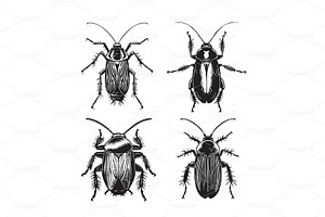 Detailed set of cockroach, an Animal Illustration by yod67
