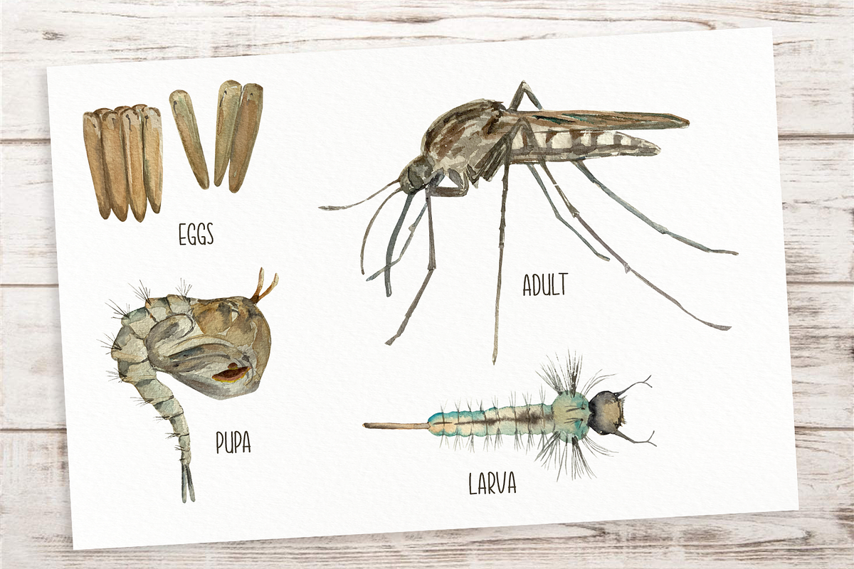 Mosquito Life Cycle Clip Arts, an Education Illustration by Tati Bordiu (Photo 2 of 4)