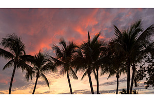 Palm trees silhouette at sunrise, a Nature Photo by Lucky Photographer