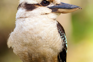 Kookaburra, an Animal Photo by THP Creative