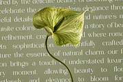 VELOURÉ — Elegance Luxury Serif, a Serif Font by ToniStudio (Thumbnail 10 of 13)