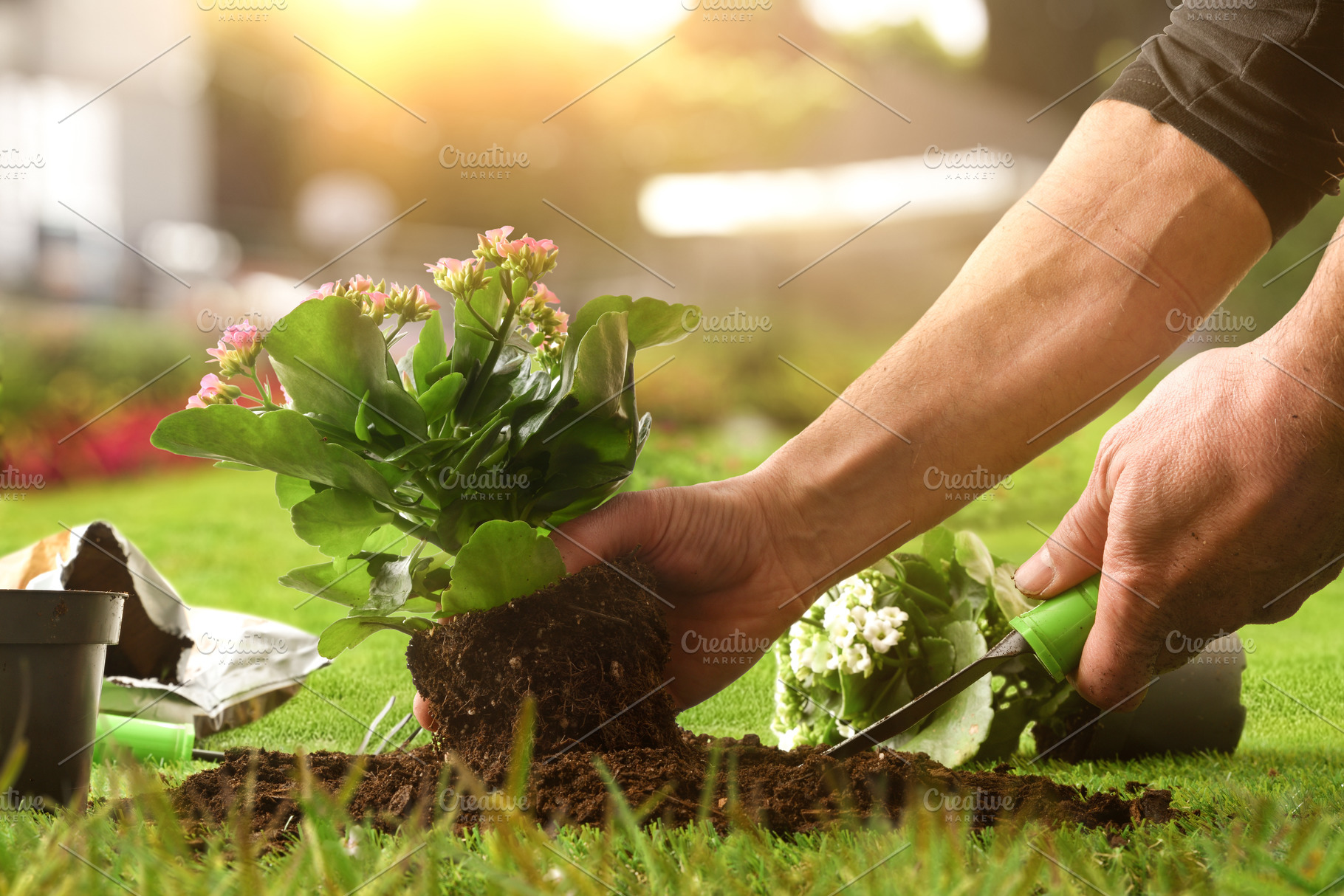 Hand Transplanting Flower from Pot to Garden Soil, a Nature Photo by Davizro's Market