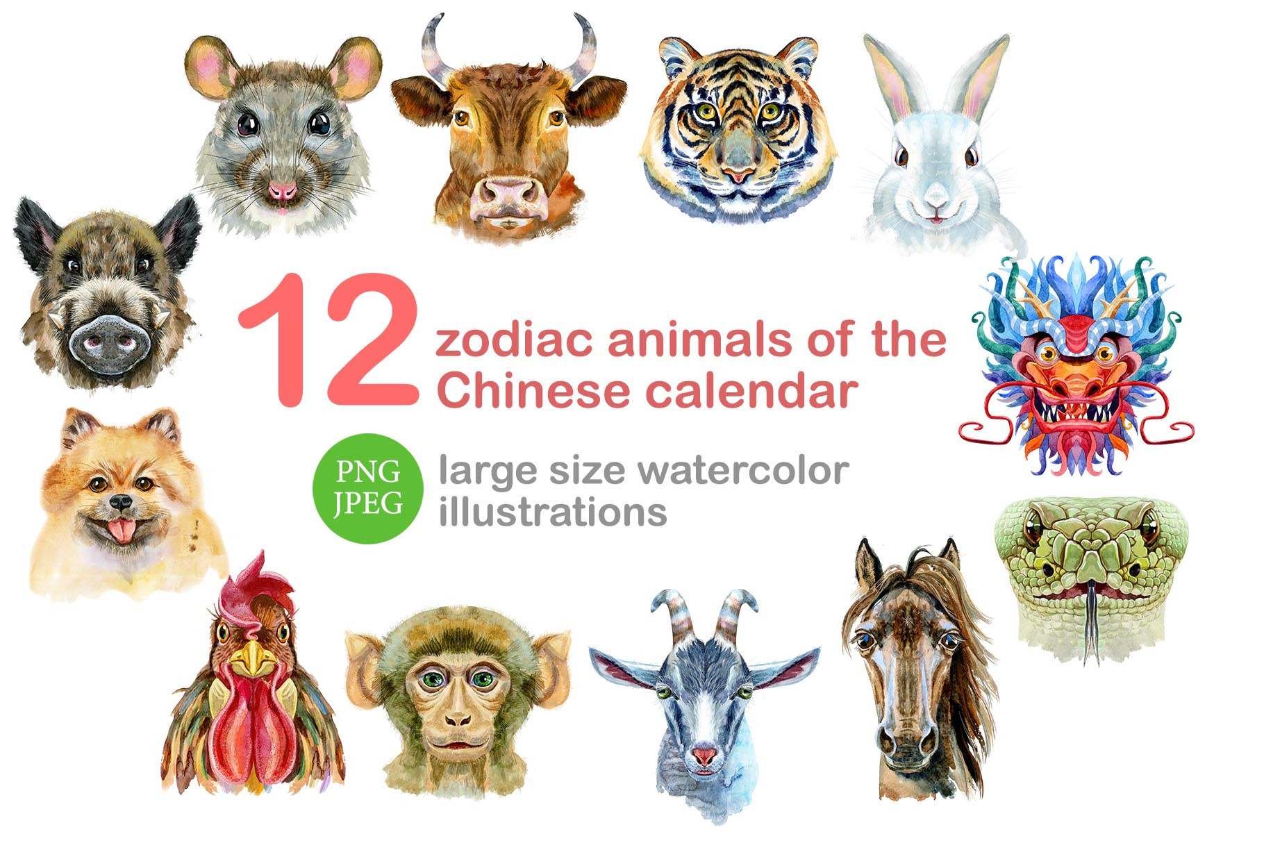 Watercolor zodiac chinese calendar an Animal Illustration by