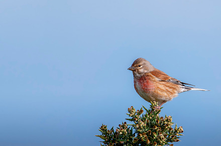 Male common linnet perched in a bush., an Animal Photo by CreativePhotoSpain