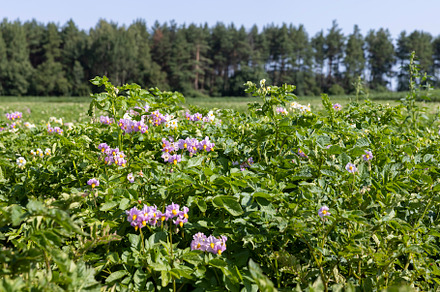 Green potato bushes in the field, a Nature Photo by MyPhotos
