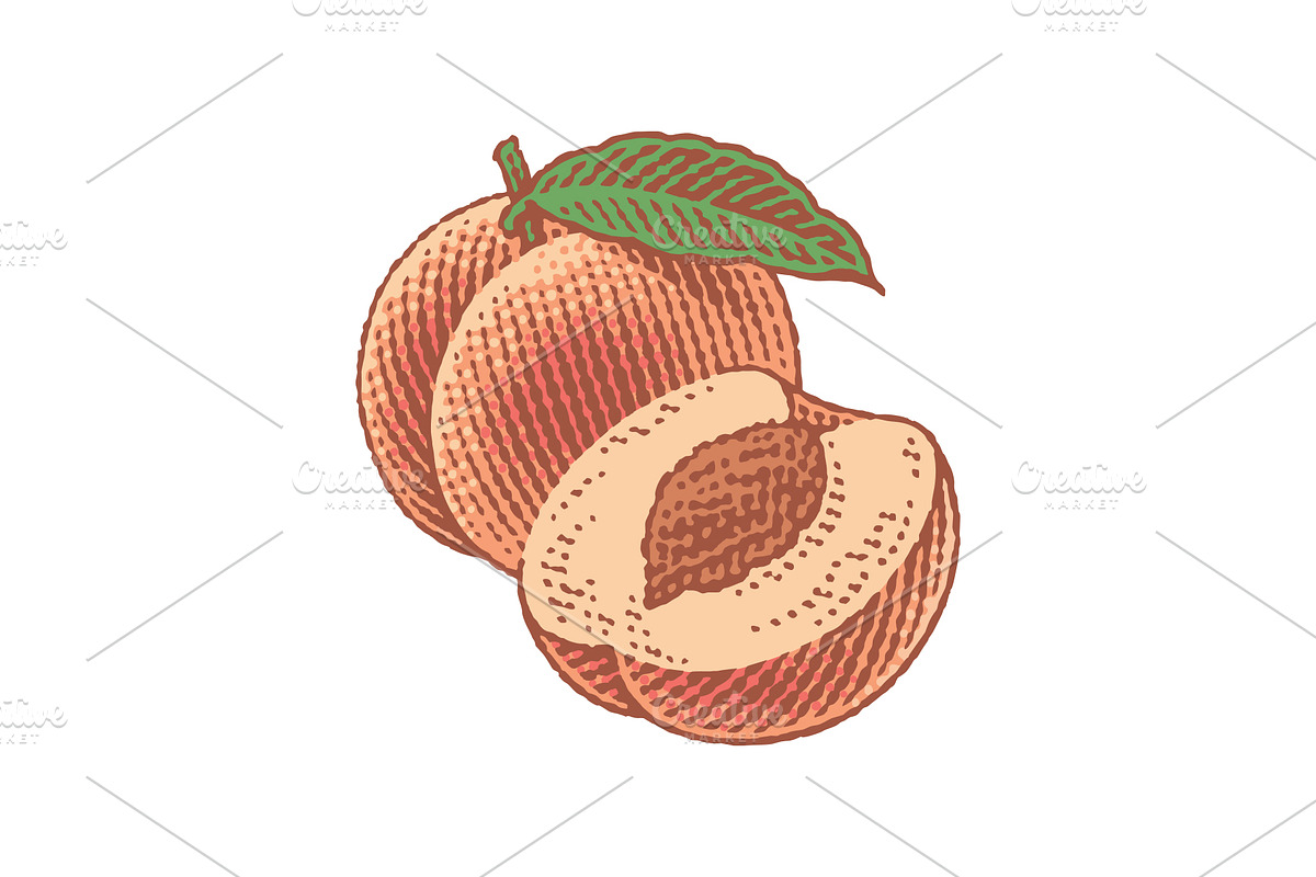 Peach, nectarine, engraving, a Food Illustration by Irina Trusova (Photo 2 of 3)