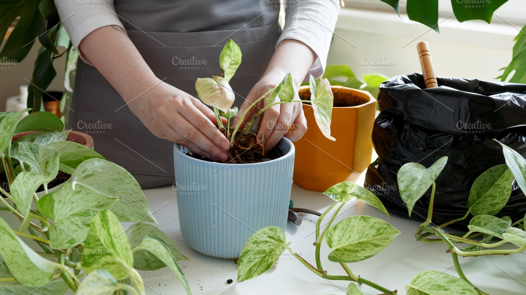 Plant rehabilitation. Woman repotting plant, performing indoor gardening and pl, a Photo by matucha