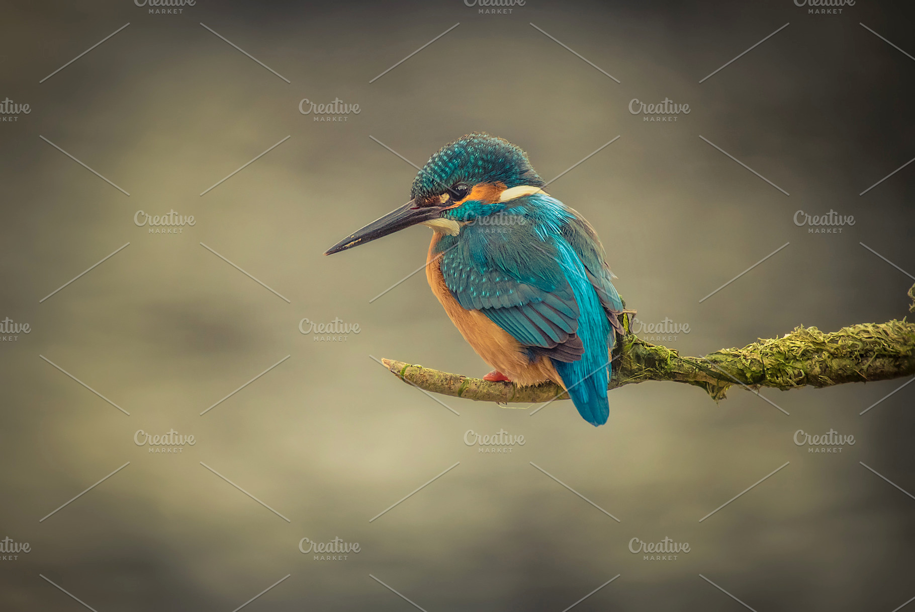 Kingfisher alcedo atthis featuring alcedo, atthis, and kingfisher, an Animal Photo by Nat