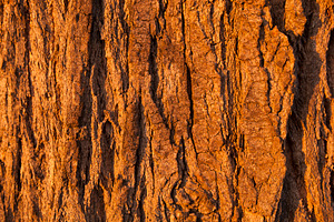 Tree Bark Background, a Background Photo by THP Creative