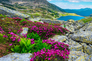 Blooming pink rhododendron flowers, a Wallpaper Photo by Alpine Dreams
