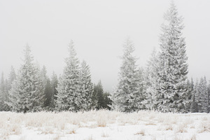 Mist snowy trees