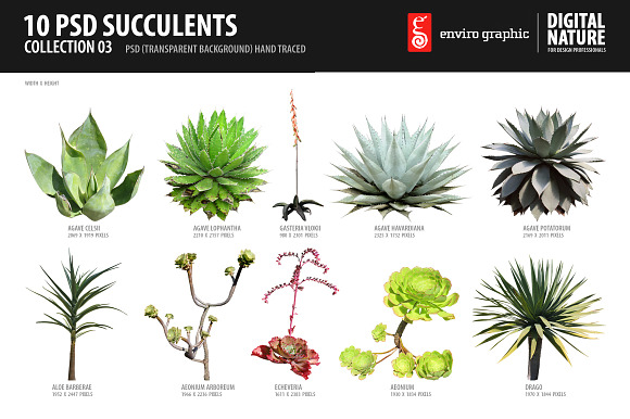 10 PSD Succulents Collection 3 preview 5