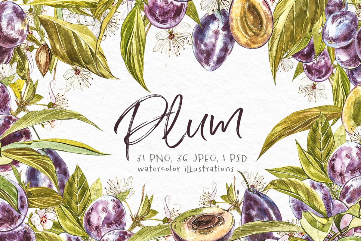 Plum in botanical style, a Food Illustration by Ann Astro (Photo 1 of 11)