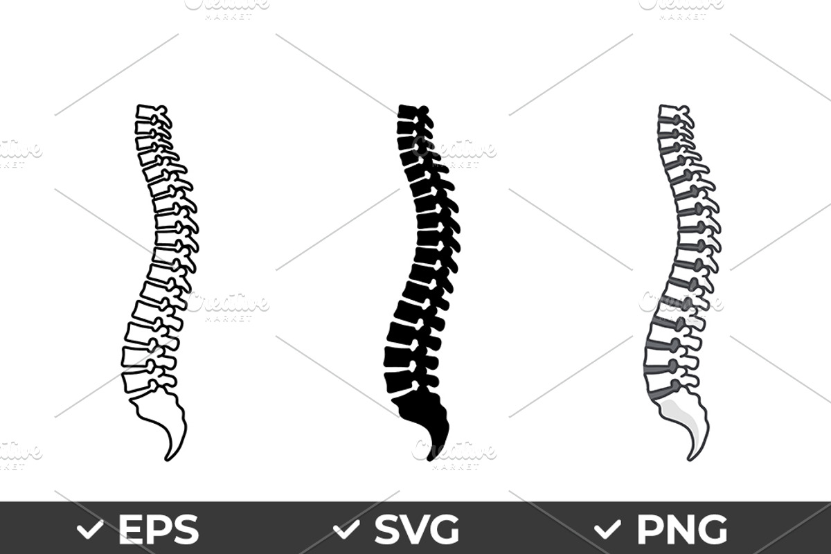 Human Spine Vector Icon Set, an Object Graphic by Artonix (Photo 1 of 3)