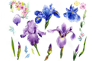 Wildflower Olorful Iris PNG Set