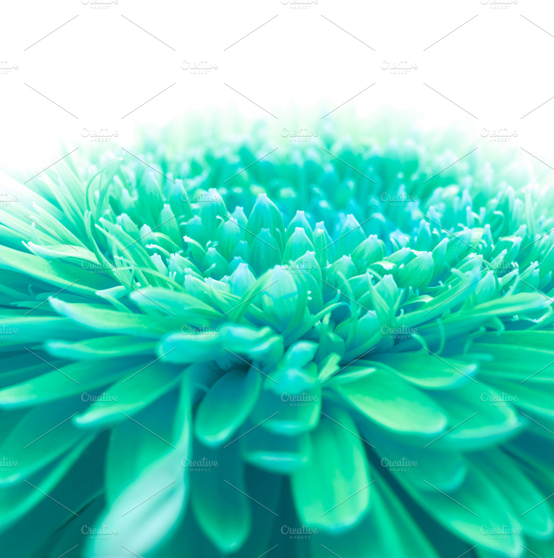 Flower background containing abstract, background, and blooming, a Nature Photo by Liliia Rudchenko