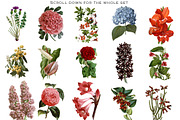 Botanical Master Collection, a Food Illustration by BlackBird Foundry (Thumbnail 7 of 10)