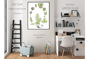 Watercolor Life Cycle Collection, an Education Illustration by MayaNavits (Thumbnail 14 of 15)