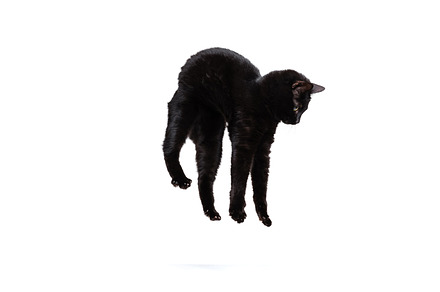 Portrait of beautiful playful breed cat jumping, flying isolated on white studi, an Animal Photo by Volodymyr Melnyk