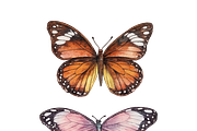 Watercolor Butterflies, a Decorative Illustration by Karliefie (Thumbnail 5 of 5)