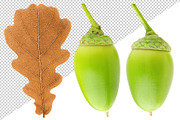 Oak tree leaves and acorns, an Object Graphic by Fruits+Veggies (Thumbnail 10 of 11)