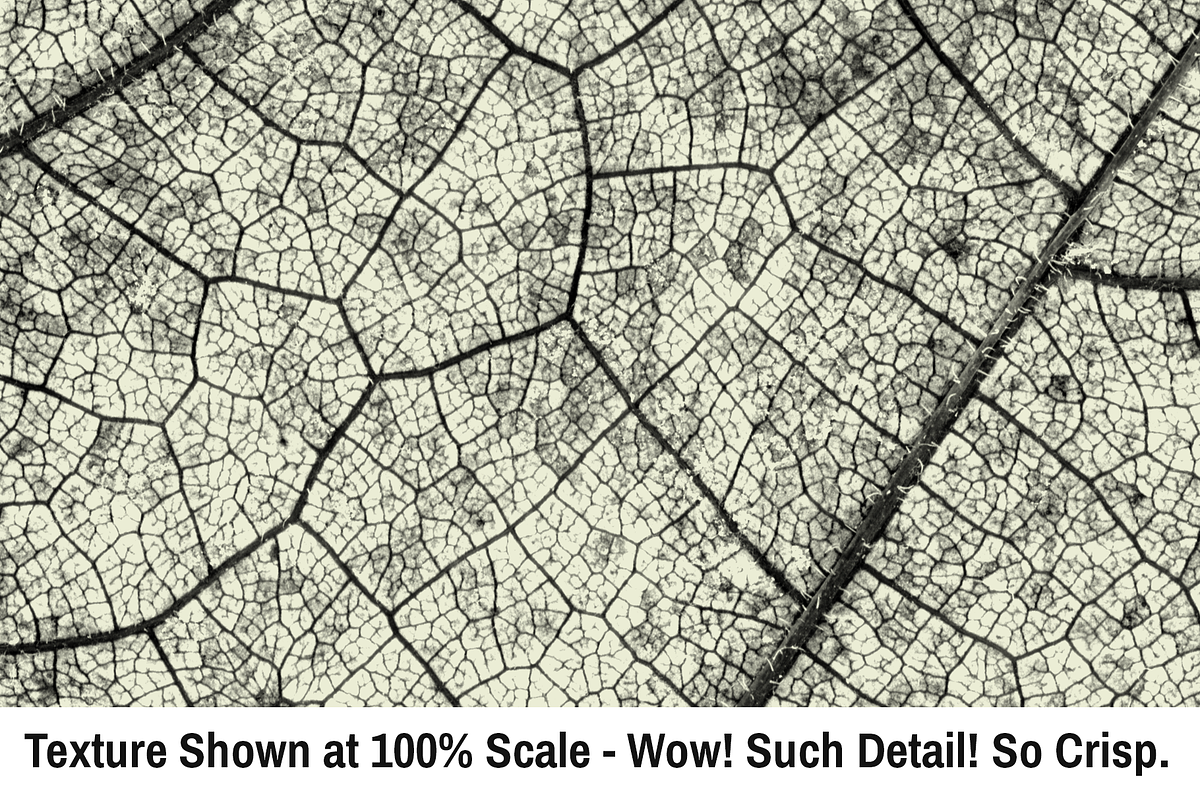 Leaf Texture Pack - Earthy Goodness!, a Texture Graphic by Matt Borchert (Photo 3 of 6)