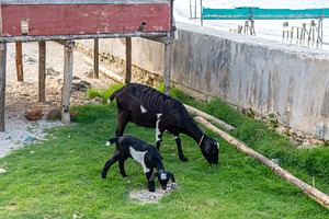 Goats grazing on Malenge Island, Togian Archipelago, Indonesia, an Animal Photo by GoodGoods
