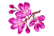 4 Apple Tree Flower Branches, an Illustration by MarynaPetrovska (Thumbnail 4 of 14)