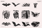 Halloween Special! Bats of the World, an Animal Illustration by Nomad Visuals (Thumbnail 15 of 17)
