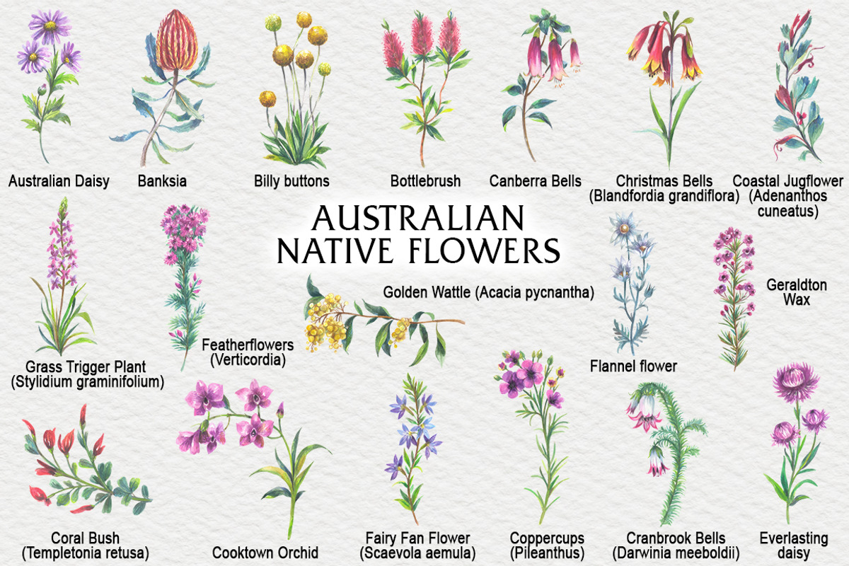 Australian Native Flowers, a Seasonal Illustration by FITALARTSNEDIGI (Photo 2 of 6)
