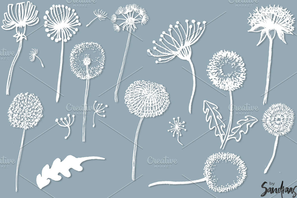 Dandelion handpainted clip art, an Illustration by SandraGraphicDesign (Photo 4 of 4)