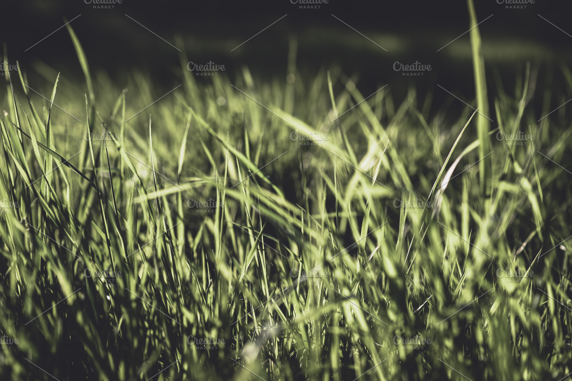 Fresh grass background containing green, lawn, and plant, a Nature Photo by PhotoMarket
