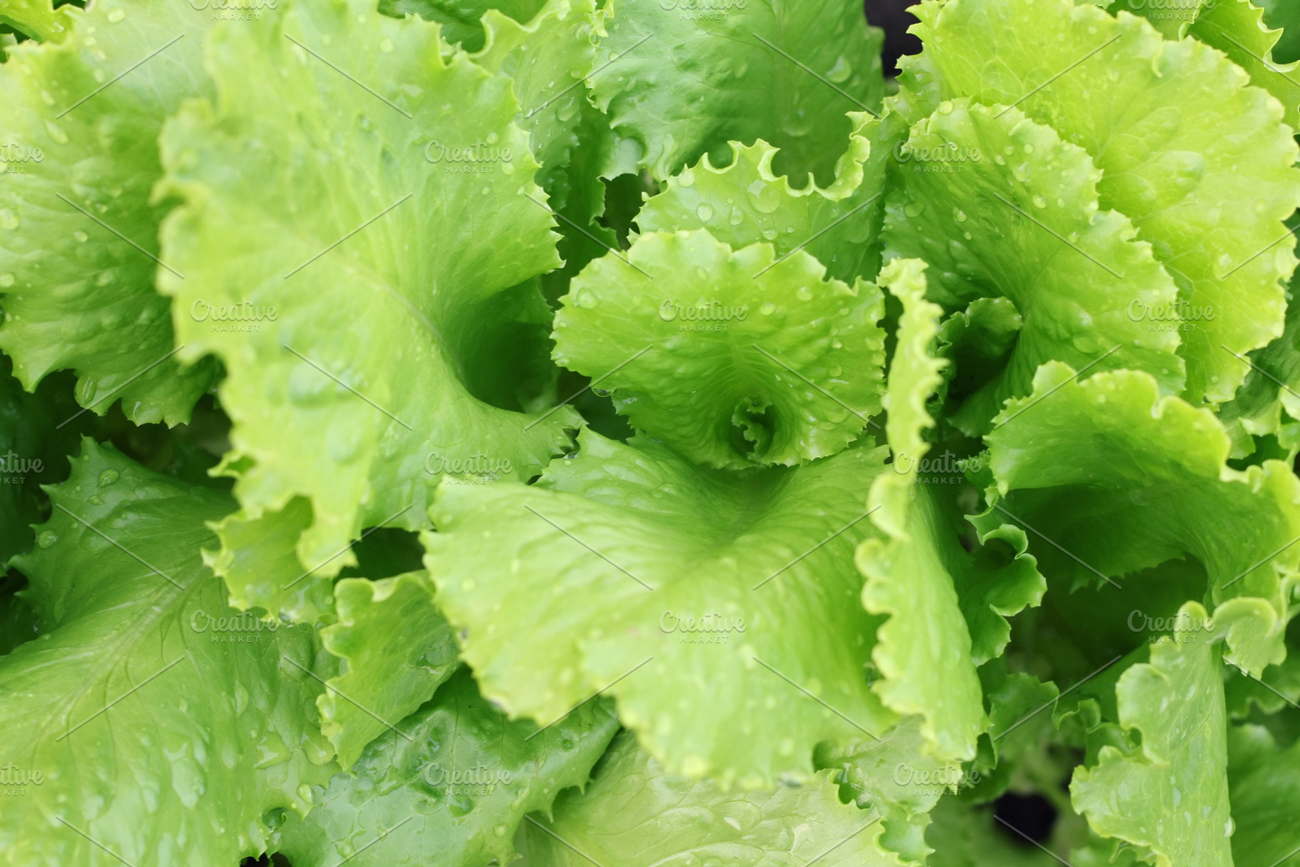 Fresh lettuce, a Photo by saiko3p