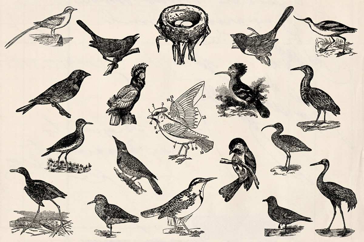 Dictionary Engravings Birds Vintage, an Illustration by Piddix Archives (Photo 2 of 5)