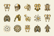 Vintage Antique Anatomy Illustration, a Healthcare Illustration by Creative Stall (Thumbnail 6 of 8)