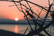 Nature close, a Templates & Theme by outlinez (Thumbnail 3 of 5)
