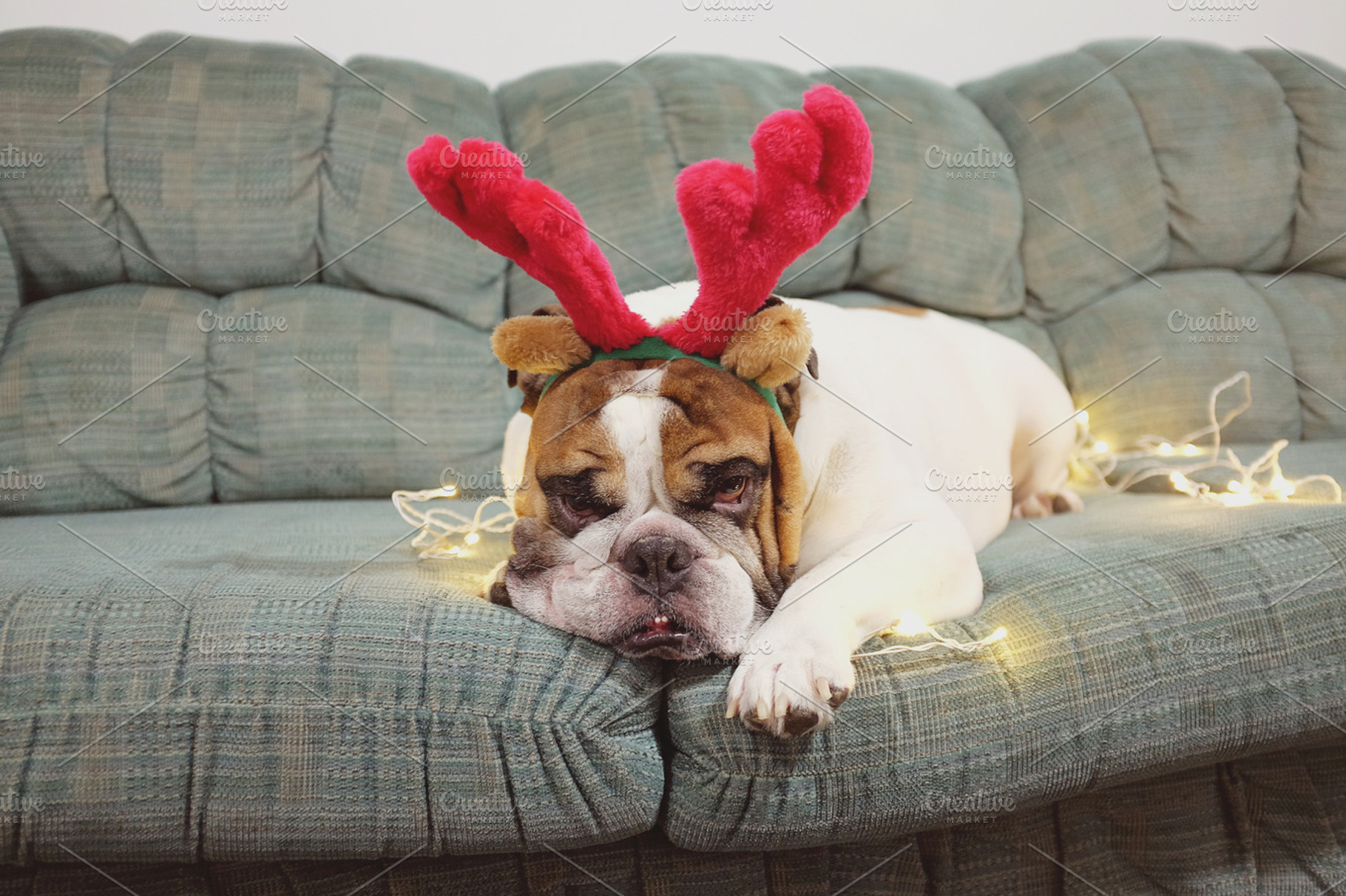 Christmas bulldog featuring christmas holidays, christmas, and bulldog, an Animal Photo by EnjoyLife