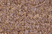 Light brown carpet texture, a Texture Graphic by Textures Shop (Thumbnail 2 of 2)