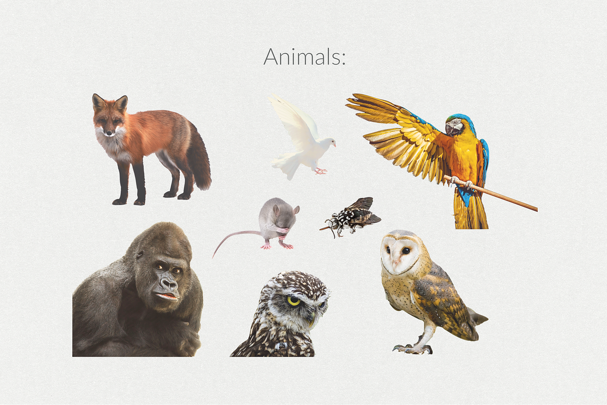250+ Elements - Collage Creator Pack, an Object Graphic by Digi Life (Photo 13 of 32)