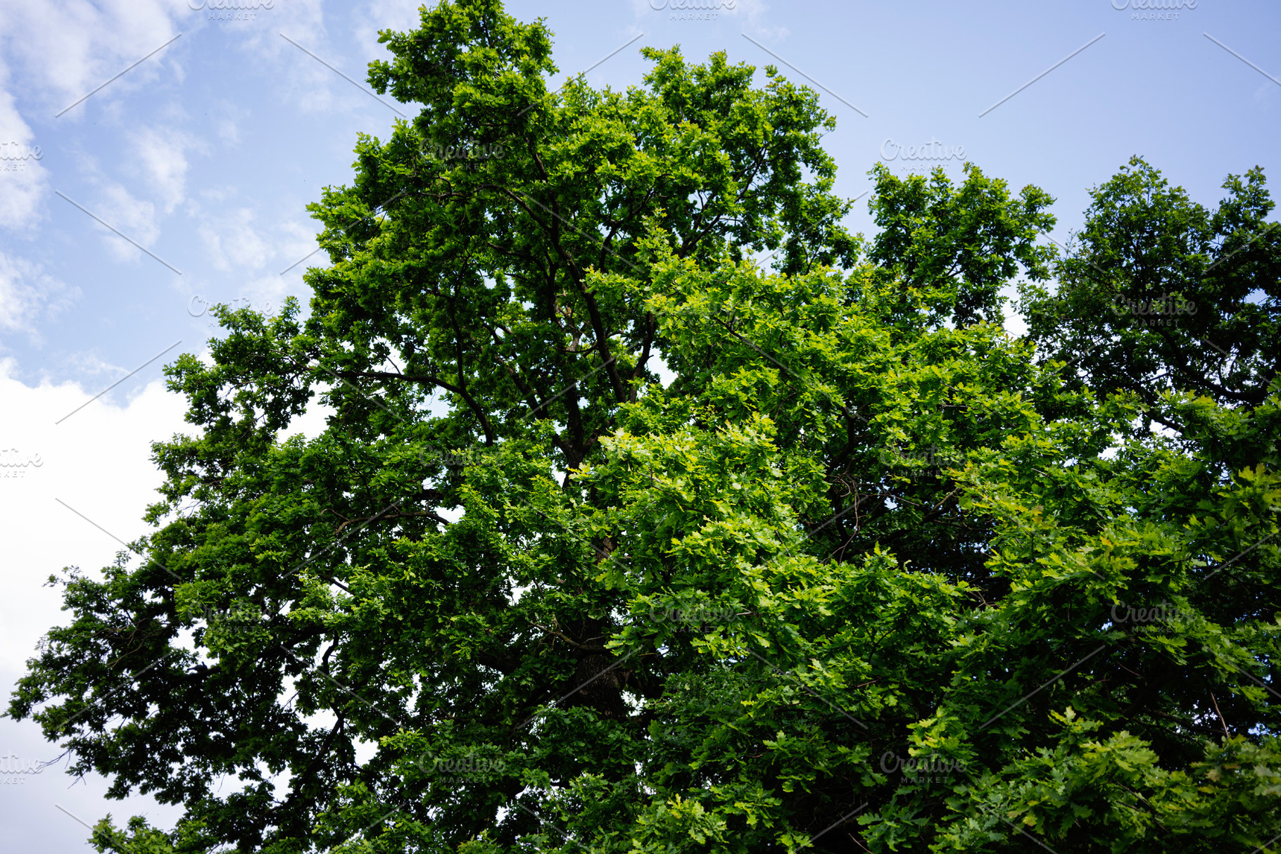 Lush green tree canopy against a bright blue sky on a sunny day, a Photo by AS photostudio