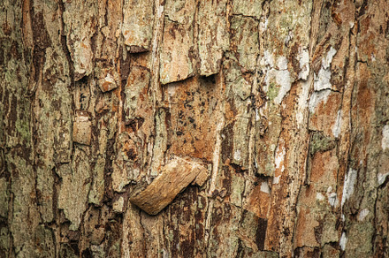 Rhodamnia argentea Tree Bark, a Nature Photo by Rob D