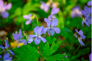Viola reichenbachiana. Common Violet, a Nature Photo by Nature and travel